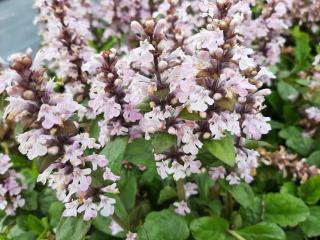 Ajuga reptans 'Rosea'