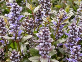 Ajuga tenorii 'Valfredda'