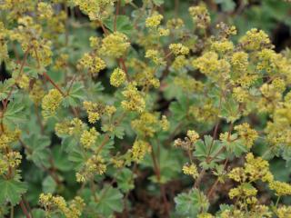 Alchemilla erythropoda