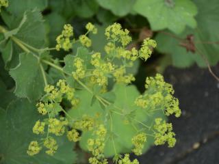 Alchemilla mollis