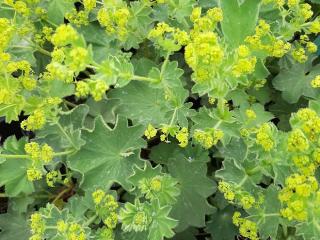 Alchemilla mollis 'Robustica'