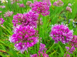 Allium hybride 'Millenium'