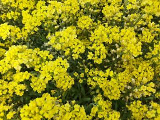 Alyssum montanum 'Berggold'