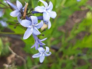 Amsonia hybride 'Blue Ice'