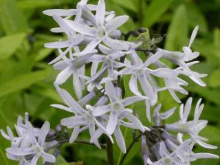 Amsonia tabernaemontana