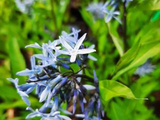 Amsonia tabernaemontana salicifolia