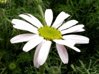 Anacyclus pyrethrum var depressus