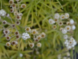 Anaphalis margaritacea 'Neuschnee'