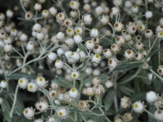 Anaphalis triplinervis 'Sommerschnee'