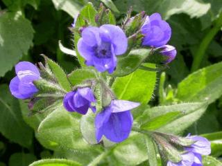 Anchusa azurea 'Dropmore'