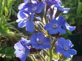 Anchusa azurea 'Loddon Royalist'