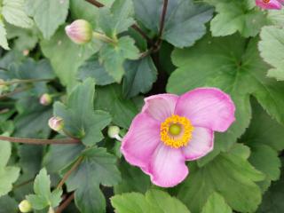Anemone hupehensis 'Jasmine' (PBR)