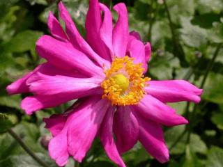 Anemone hupehensis 'Prinz Heinrich'