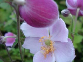 Anemone hupehensis 'September Charm'