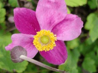 Anemone hupehensis 'Splendens'