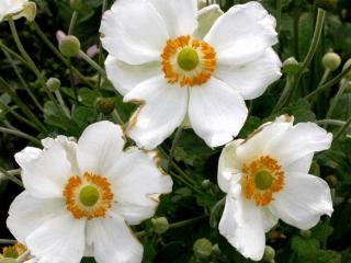 Anemone hybride 'Andrea Atkinson'