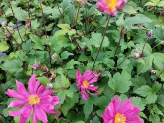 Anemone hybride 'Bressingham Glow'