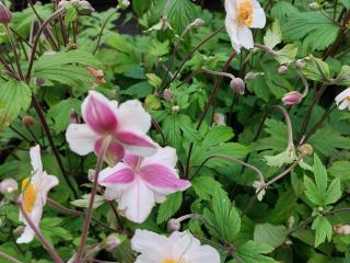 Anemone hybride 'Dainty Swan' ®