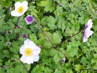 Anemone hybride 'Dreaming Swan' ®