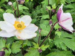 Anemone hybride 'Elfin Swan' ®