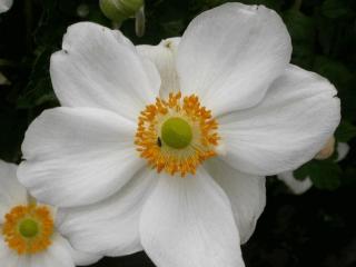 Anemone hybride 'Honorine Jobert'