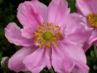 Anemone hybride 'Königin Charlotte'