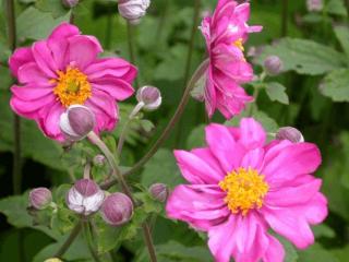 Anemone hybride 'Margarete'