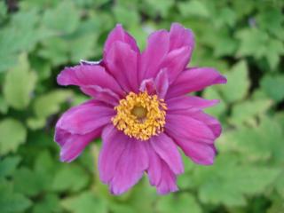 Anemone hybride 'Pamina'