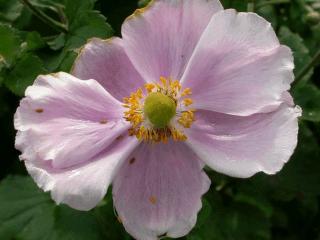 Anemone hybride 'Richard Ahrens'