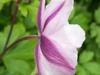 Anemone hybride 'Ruffled Swan' ®