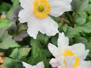 Anemone hybride 'Snow Angel' (PBR)