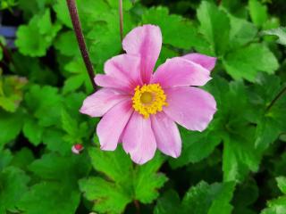 Anemone hybride 'Serenade'