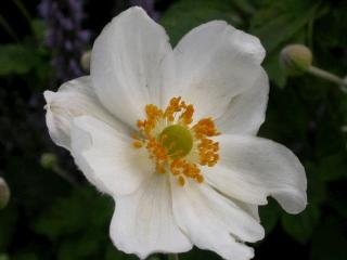 Anemone hybride 'Whirlwind'