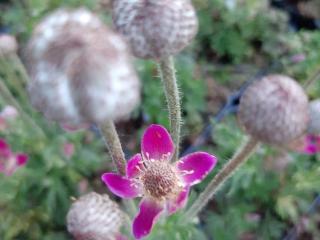 Anemone multifida 'Major'