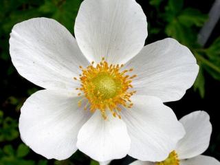 Anemone sylvestris