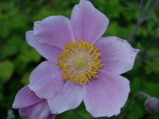 Anemone tomentosa 'Robustissima'