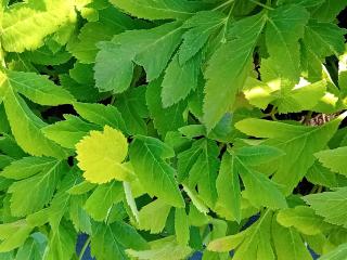 Angelica gigas
