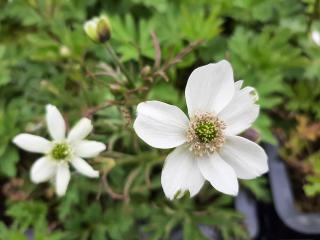 Anemone rivularis