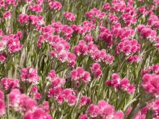 Antennaria dioica 'Rubra'