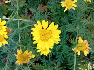 Anthemis hybride 'Dwarf Form'
