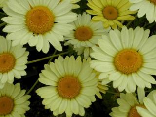 Anthemis hybride 'E.C. Buxton'