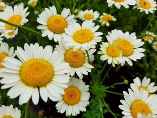 Anthemis hybride 'Sauce Hollandaise'