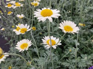 Anthemis hybride 'Susanna Mitchell'