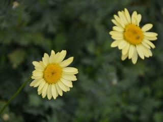 Anthemis hybride 'Wargrave'