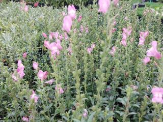 Antirrhinum majus 'Oh Thats Cute'