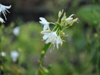 Anthericum ramosum