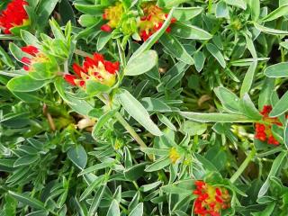 Anthyllis vulnaria 'Coccinea'