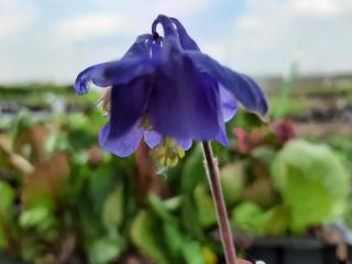 Aquilegia alpina