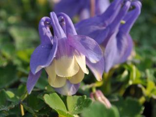 Aquilegia flabellata 'Ministar'