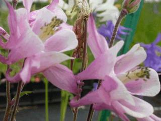 Aquilegia hybride 'Biedermeier'